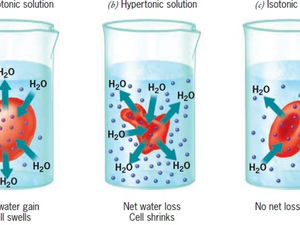 Lesson 1.2: Isotonic, Hypertonic, and Hypotonic Cells and how it relates to Homeostasis