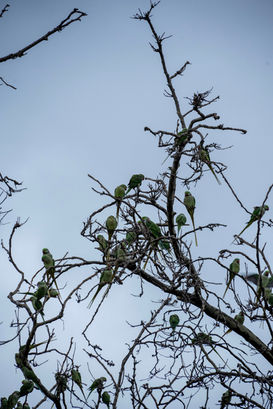 Parakeets