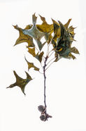 Acorn