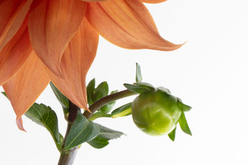 Dahlia