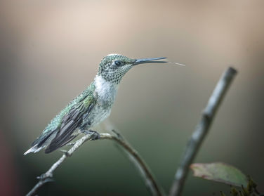 Hummingbird