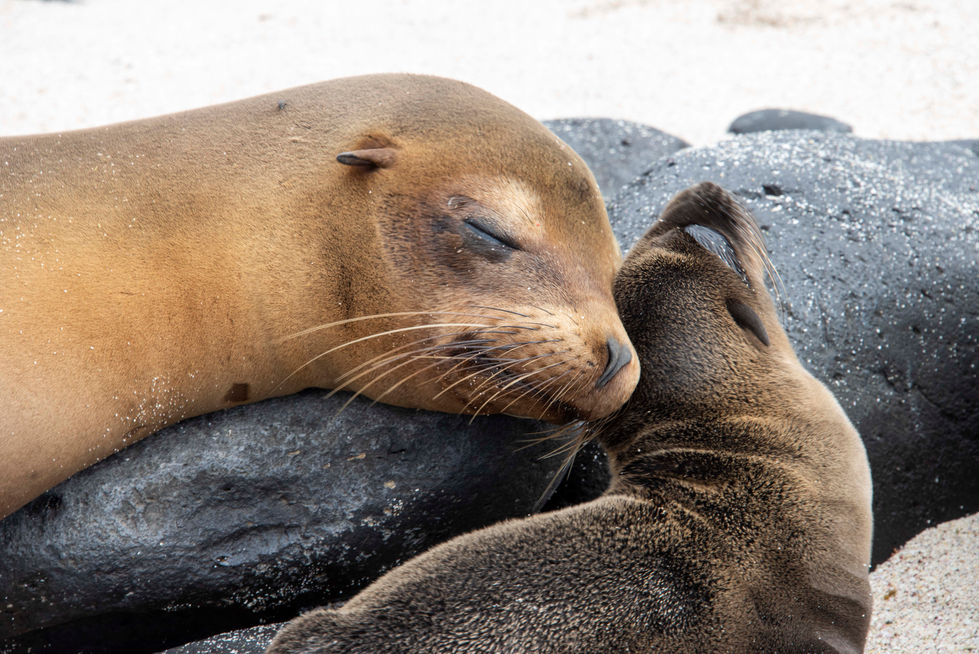 Mother's Love