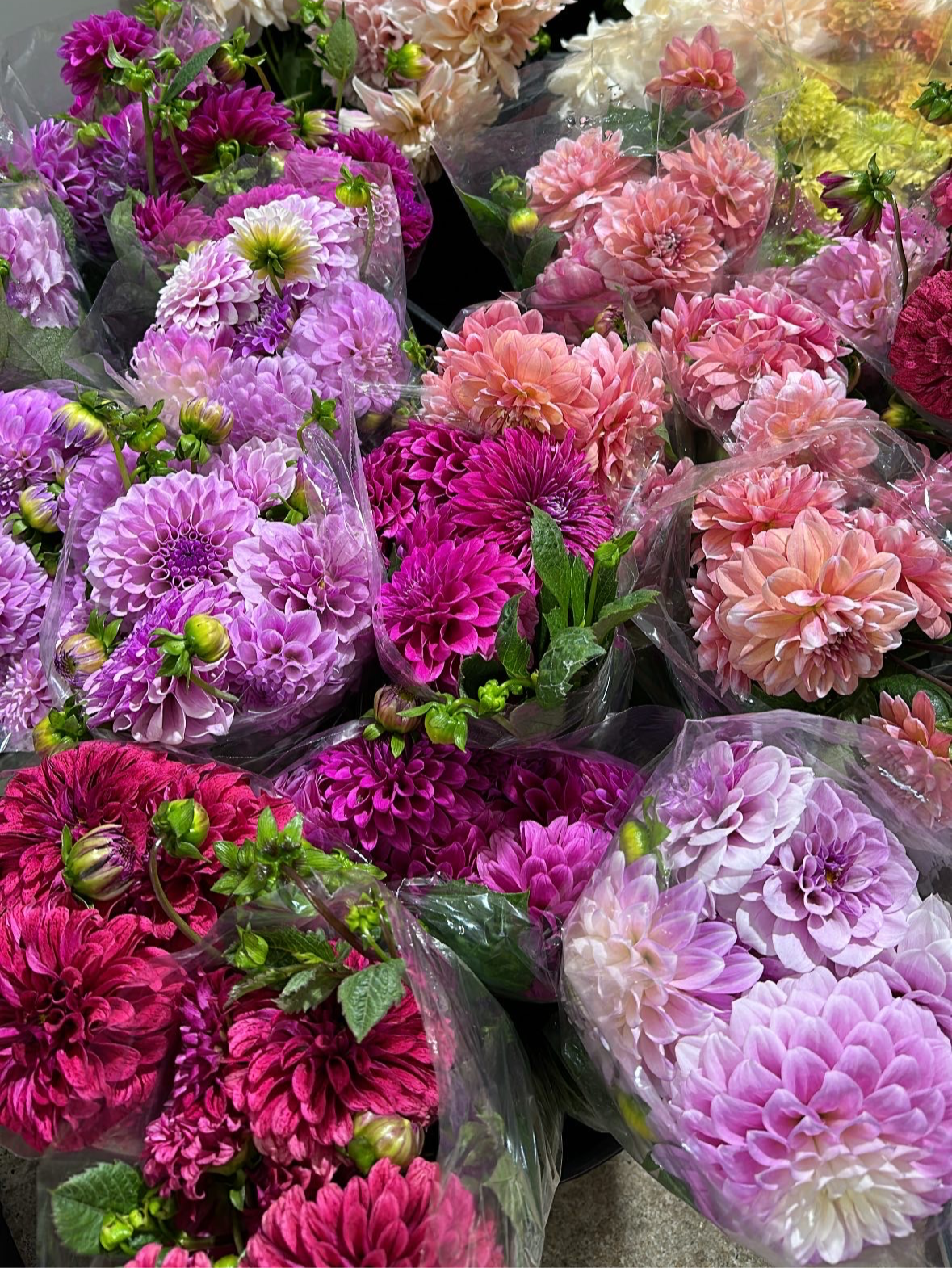 Dahlia bunch