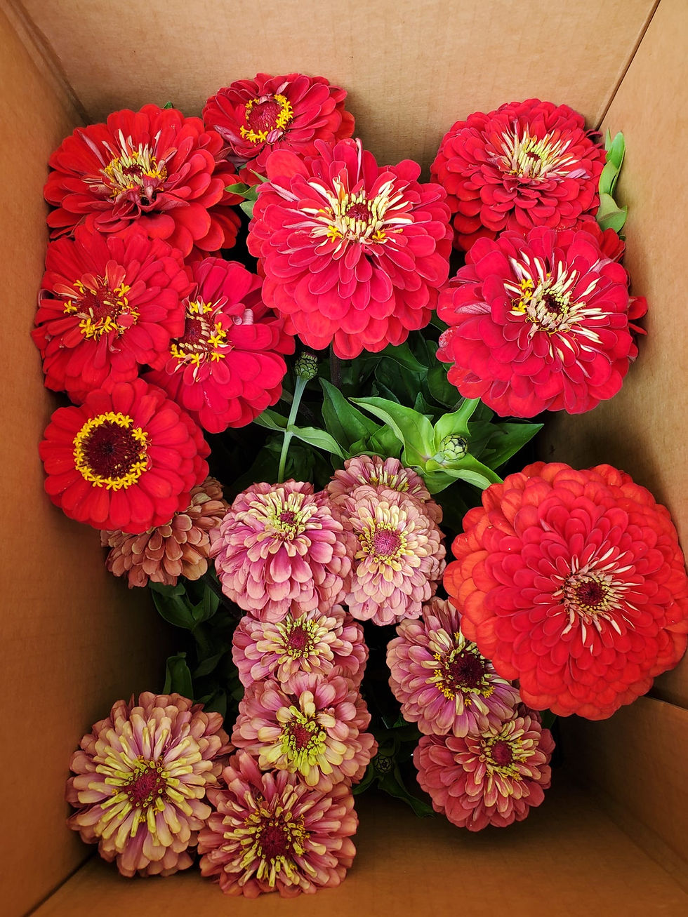 Thumbnail: Zinnia bunch