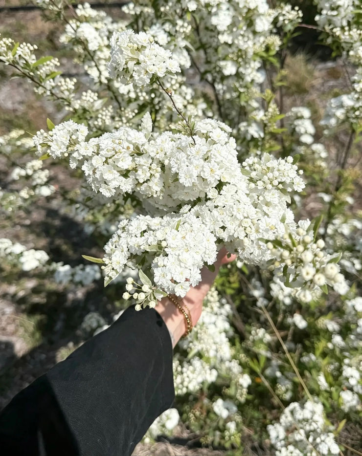 Blooming white May bush stems.