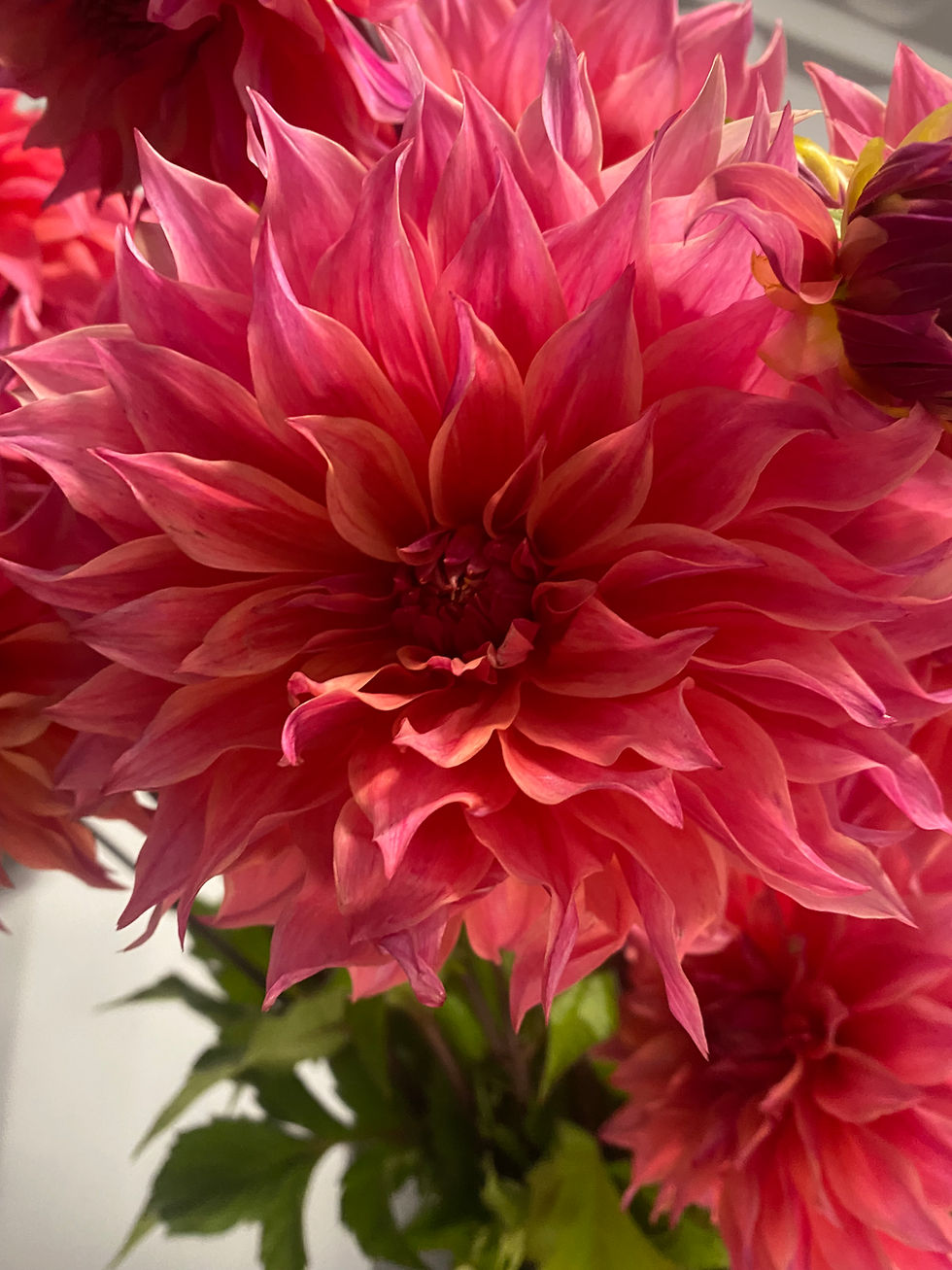 Thumbnail: Dahlia bunch