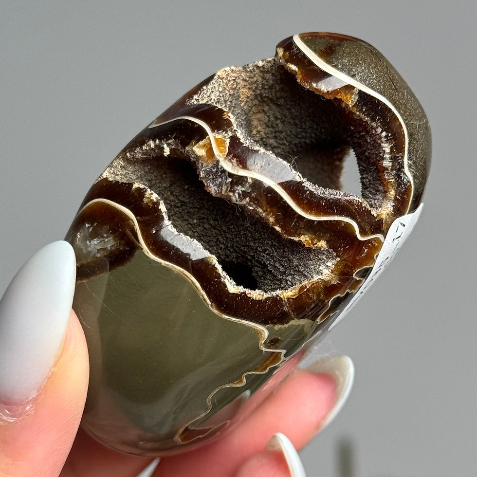polished ammonite palm