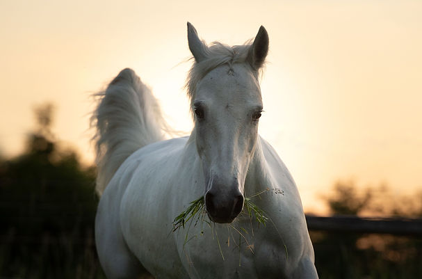 Connemara-Pony Stute
