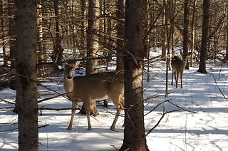 Deer in Old Quary Trail