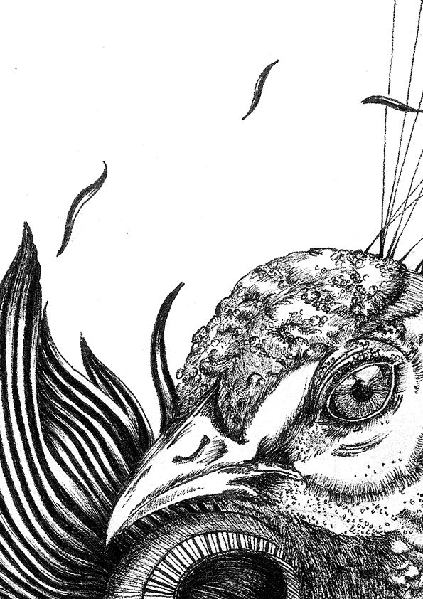 Thumbnail: Peacock