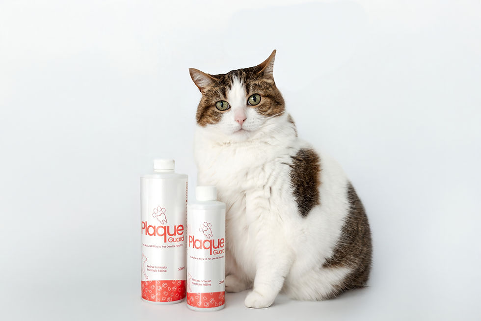 A cat next to the 250 ml and 500 ml bottle of plaque Guard