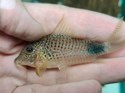 新魚報報|2023.09.21