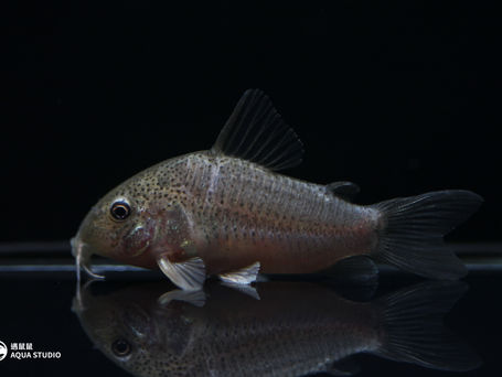 星辰葛蓮娜鼠(Corydoras sp. Galana 'Star Dust')的辨識