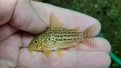 新魚報報|2023.07.31