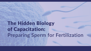 Illustration of sperm undergoing capacitation as they prepare for fertilization