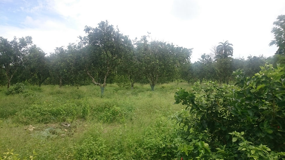 Finca Bongo Bugaba