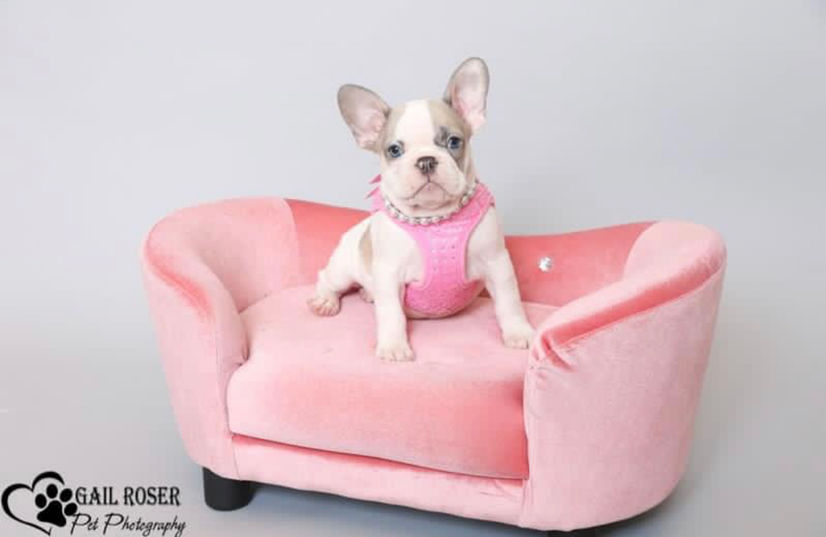 Frenchie bulldog puppy