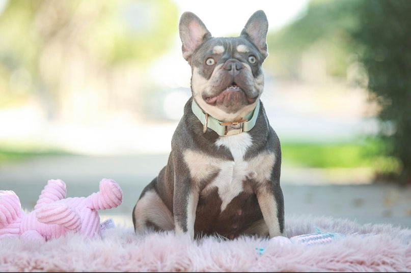 Frenchie bulldog