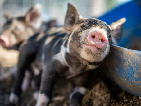 Por qué me hice vegano