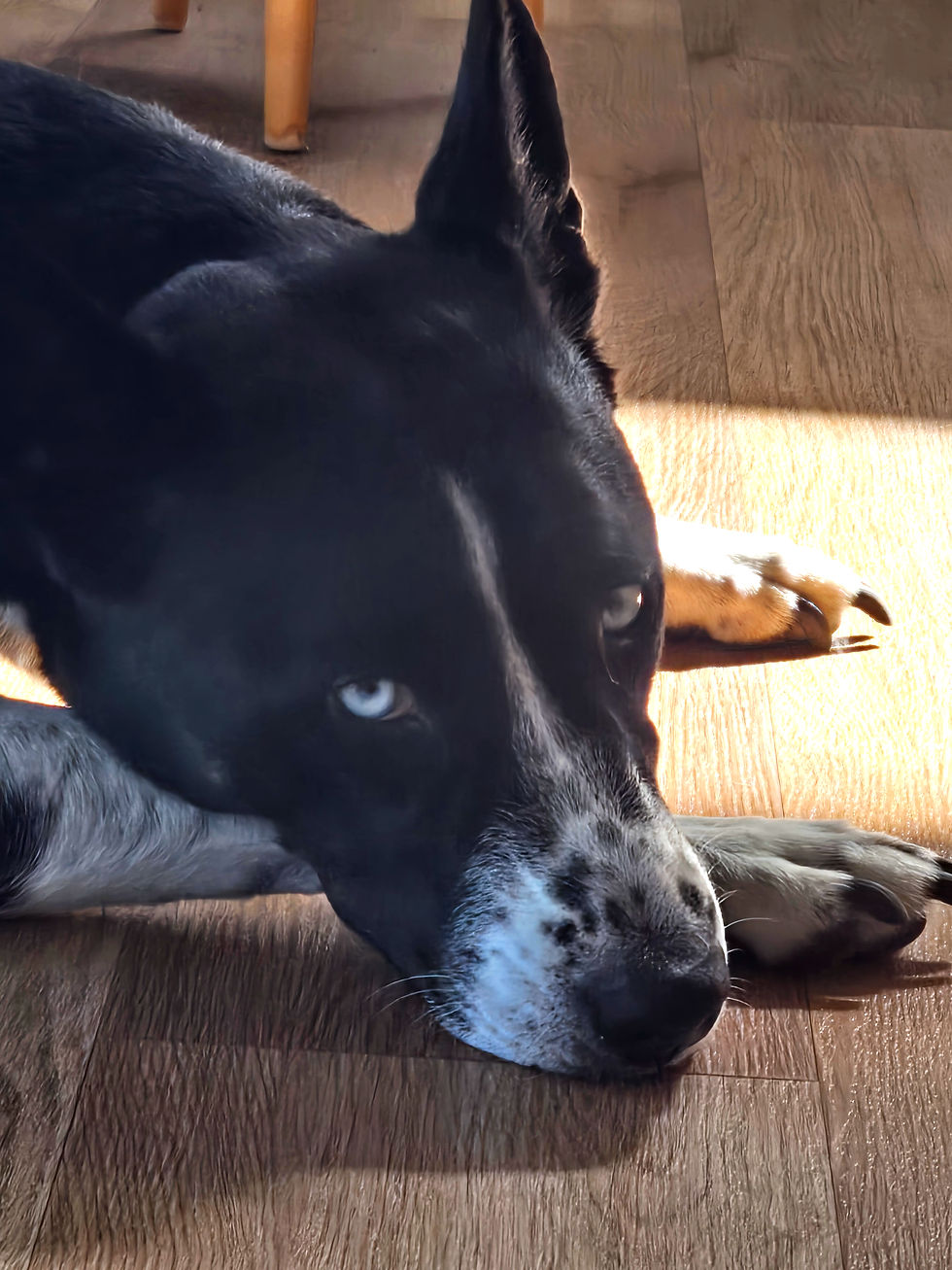 Eye-level view of Yuna, a black and white short-haired collie, resting peacefully in a cozy studio corner