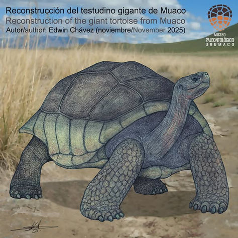 TESTUDÍNIDOS FÓSILES EN EL PLEISTOCENO DE MUACO
