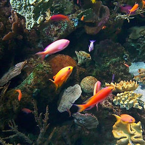 Şnorkelleri Takın Yüzmeye Gidiyoruz!