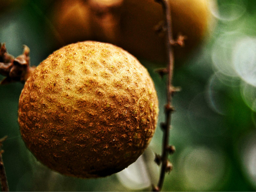 Luo Han Guo: The 800-Year Journey of Monk Fruit from Ancient Remedy to Modern Science