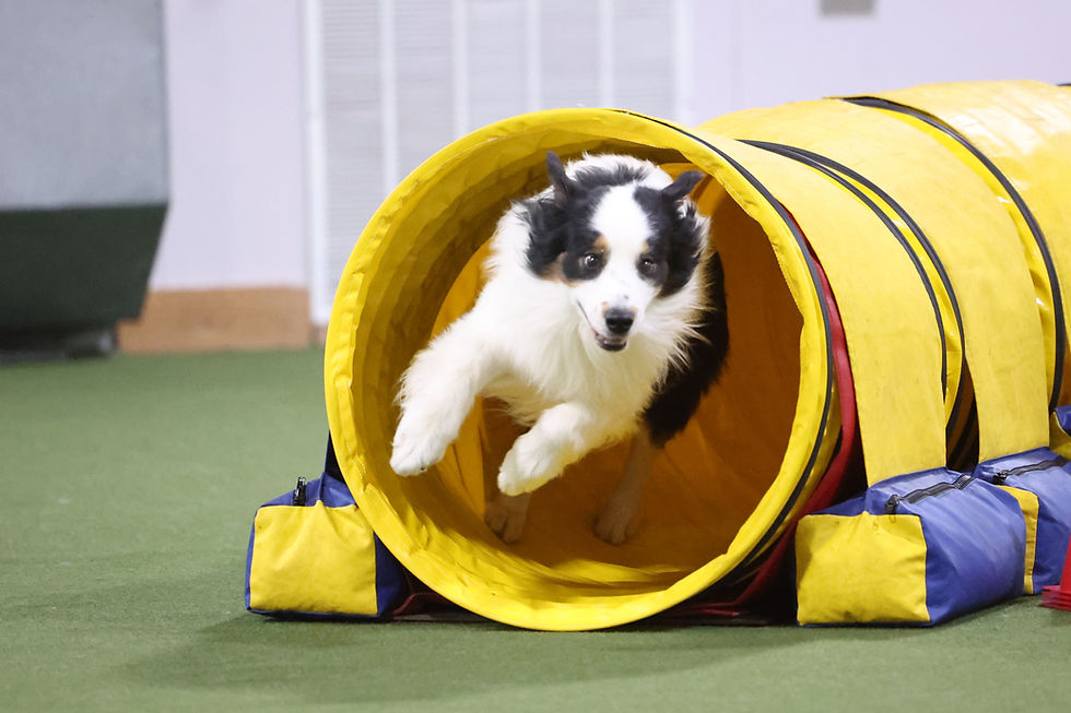 November 2025 Agility Trial