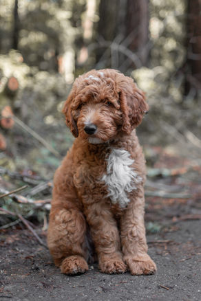 Hi! I'm Ginger.