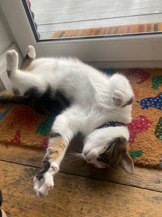 Cat sitting.