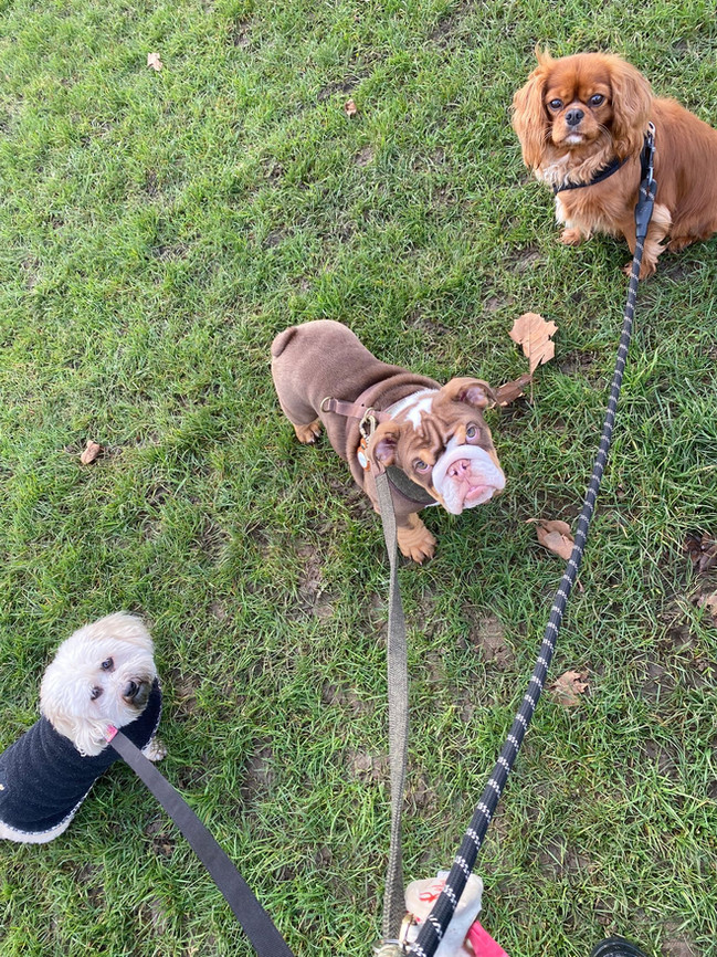 Ruby, Guv, and Rupert.