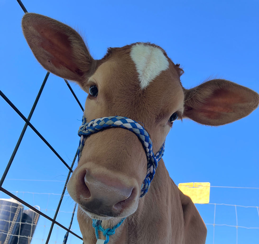Cattle Workshops, June 14th ARSENAULT & JACQUIER CLASS