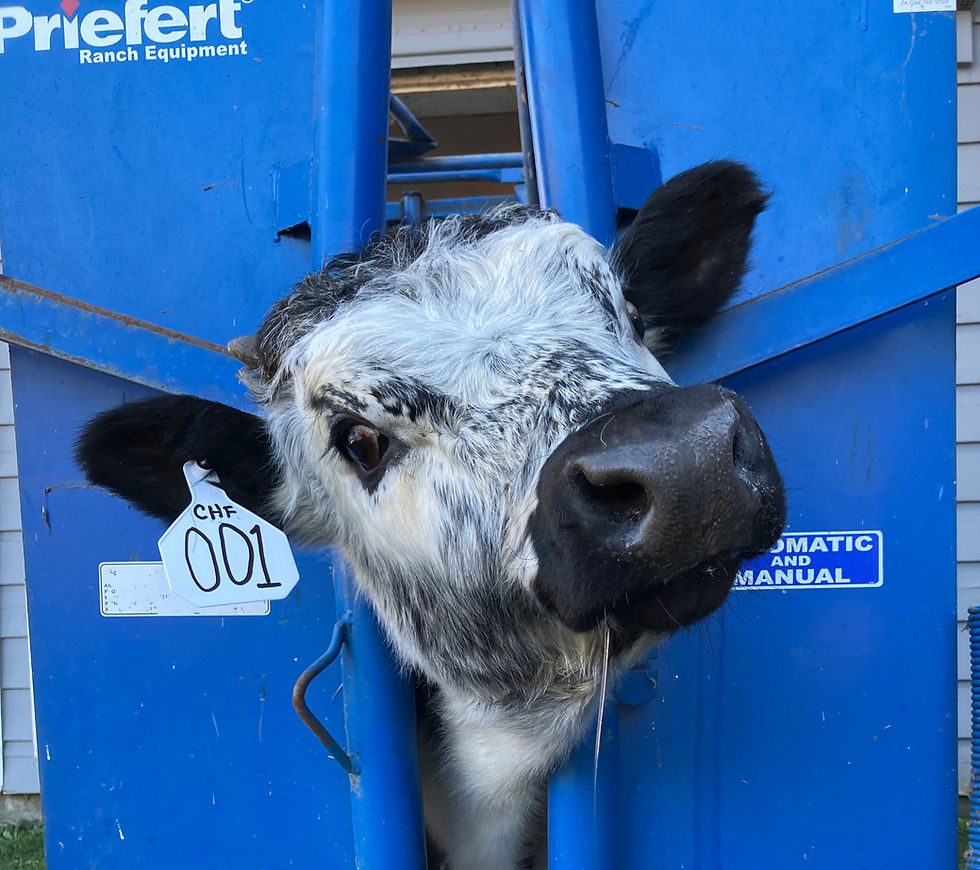 Cattle Workshops, June 7th HORN & MASUR CLASS