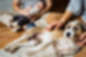 Babyfotos mit Hund zuhause und Babyfotograf Solingen.jpg