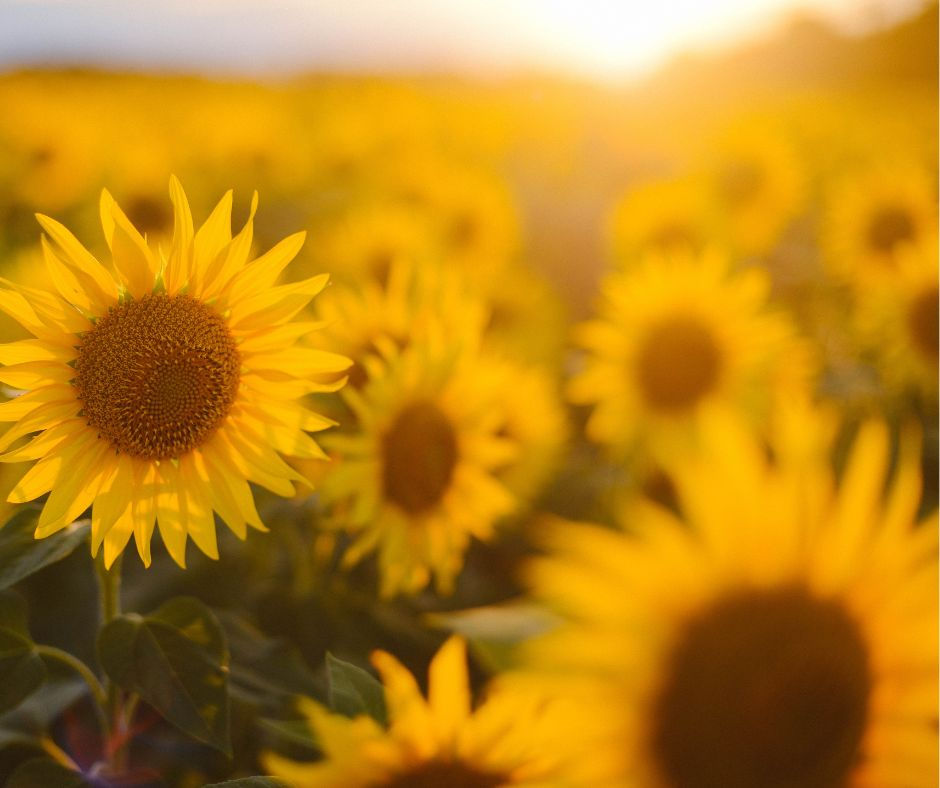 Zonnebloemen in de avondzon – zomer keuzes maken en actie ondernemen voor persoonlijke groei.