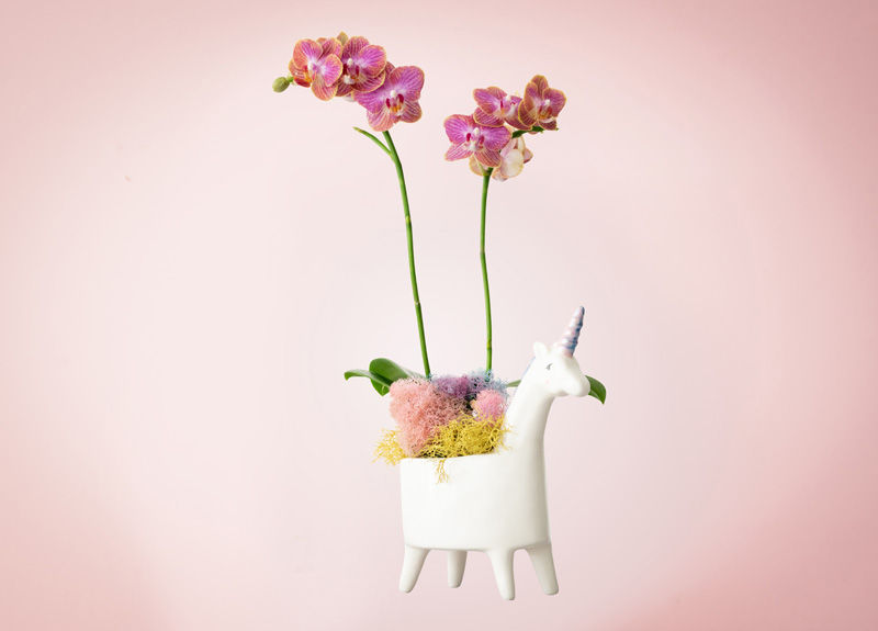 Thumbnail: Unicorn Orchid Pride