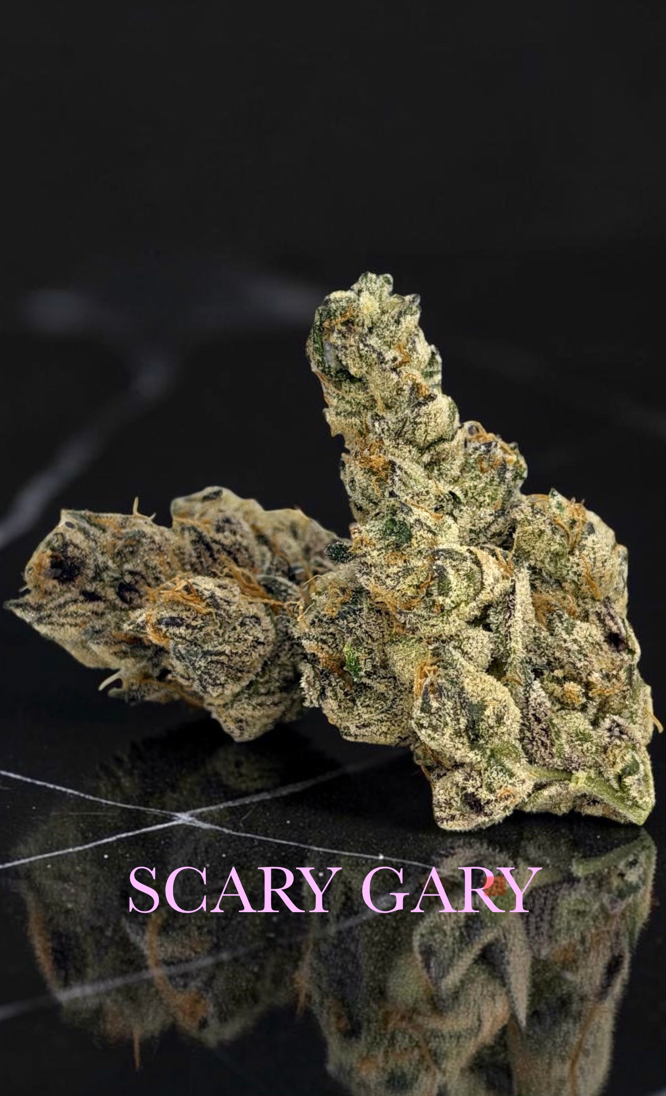 Scary Gary (Thicc Cultivation)