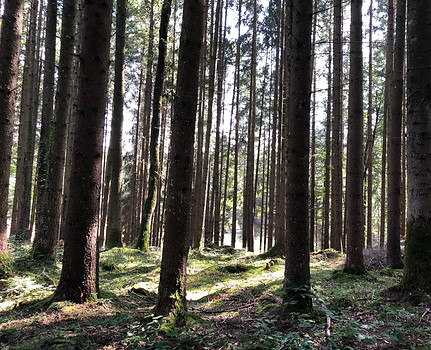 Wald.JPEG