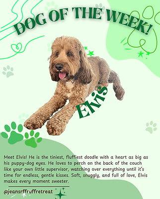 dogoftheweek 08/11/25.PNG