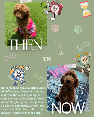 daycare dog 081125.PNG