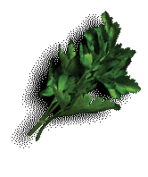 cilantro.gif