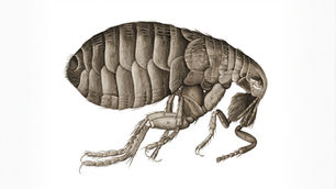 Detailed illustration of a flea in sepia tones, showing segmented body, legs, and labeled parts. Scientific and intricate design. This blog post aims to provide information on fleas in Port Macquarie: understanding, preventing, and managing and also "Flea Treatment For dogs?" in Pest Control.