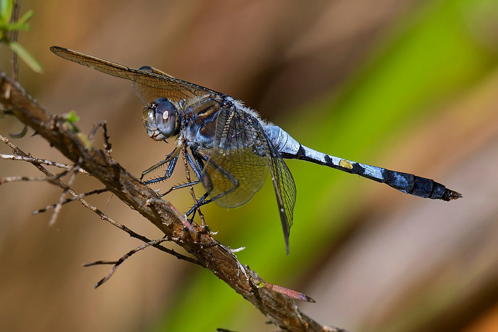 Blue dragonfly perched on a twig with transparent wings spread, against a blurred green and brown background. Peaceful scene. beneficial insects pest control port macquarie eco safe