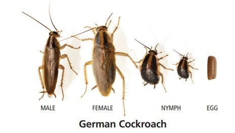 Lineup of German cockroach stages: male, female, nymph, and egg. Brown insects on white background with labels underneath. German Cockroaches: How to Identify Them & How Do You Get Rid Of Them - German Cockroach in Lake Cathie, Pest Control Port Macquarie