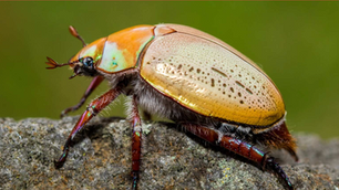 Do You Remember Those Really Big and Beautiful Australian Christmas Beetles?