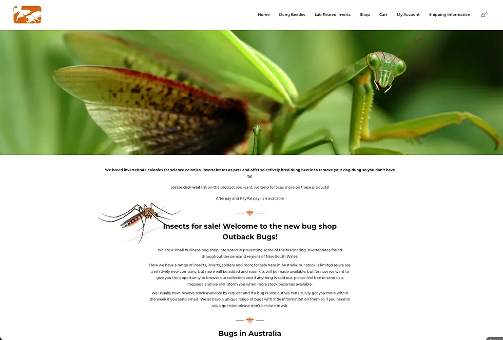 Close-up of a green praying mantis on a website promoting an insect shop. Text highlights "Insects for sale!" and "Bugs in Australia." beneficial insects pest control port macquarie eco safe