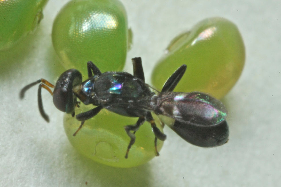 Black wasp on shiny green flower bud, iridescent details on insect's body. White background, close-up view. beneficial insects pest control port macquarie eco safe