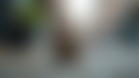 Identifying Common Rodents in Australia: Essential Guide to Mice Norway Rats and Black Roof Rats | Rodent Treatment