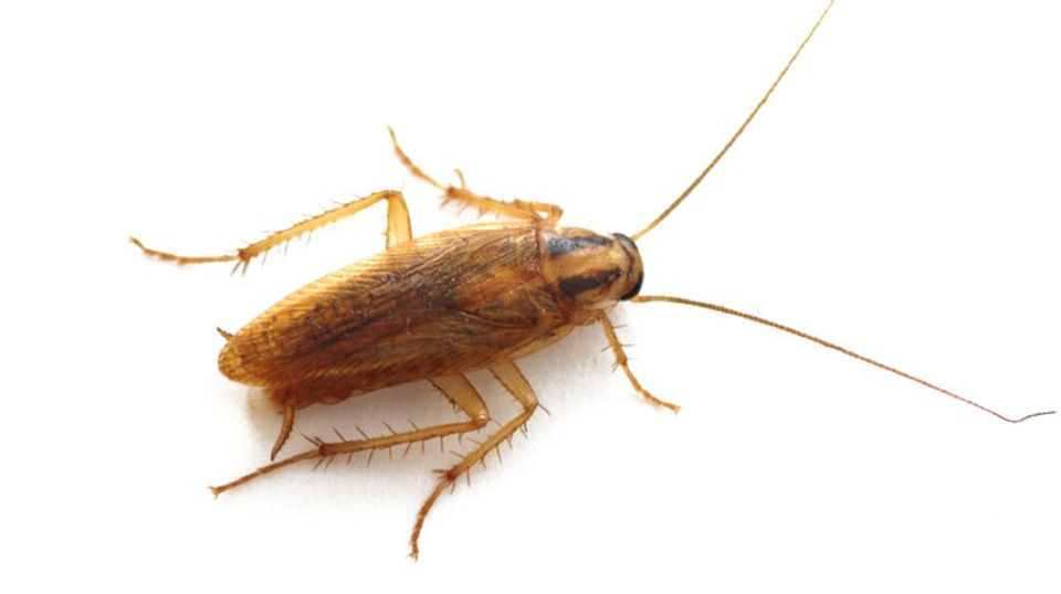 Brown cockroach on a white background, displaying a shiny body and long antennae. German Cockroaches: How to Identify Them & How Do You Get Rid Of Them - German Cockroach in Lake Cathie, Pest Control Port Macquarie