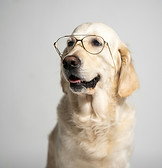 Dog wearing glasses, symbolizing a friendly and approachable vibe for your introductory therapy call.